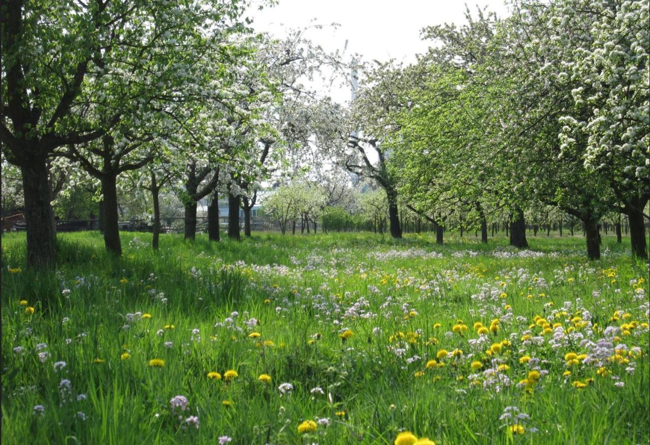 Ferienwohnung zwischen Rhein und Schwarzwald Bischweier Exterior foto